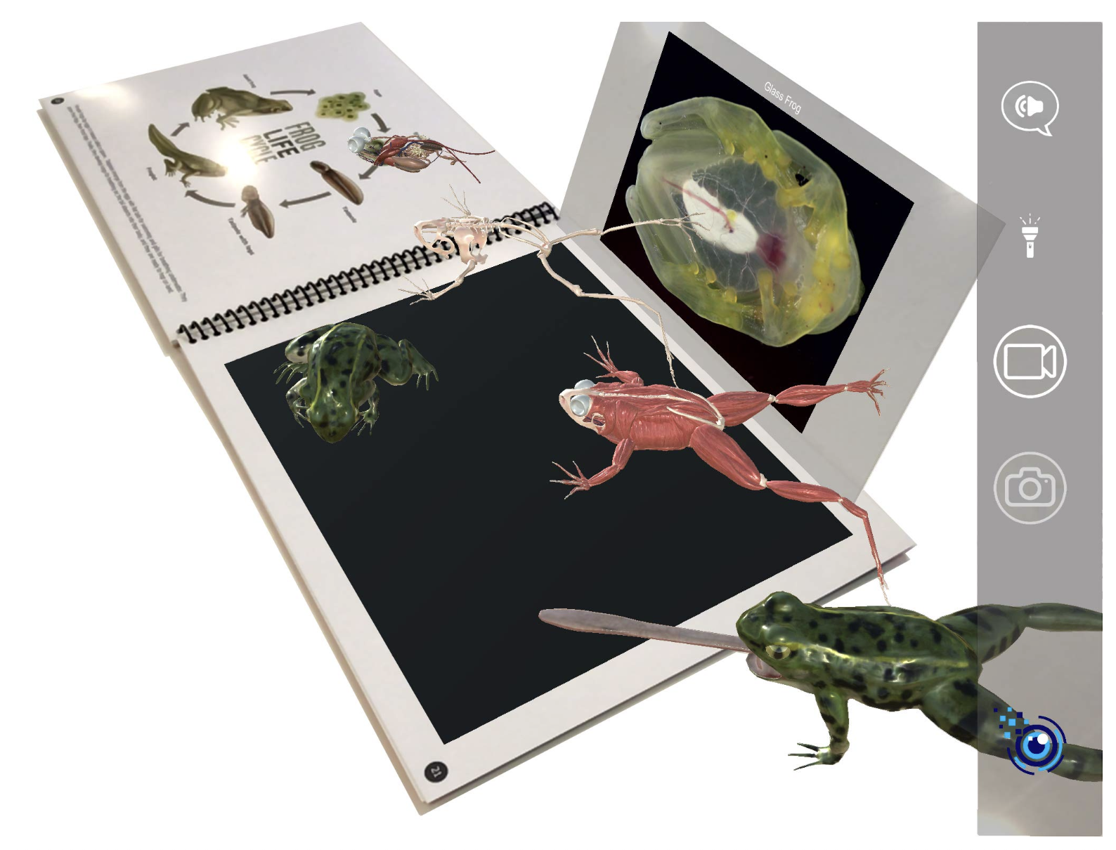 interactive books reptiles and amphibians